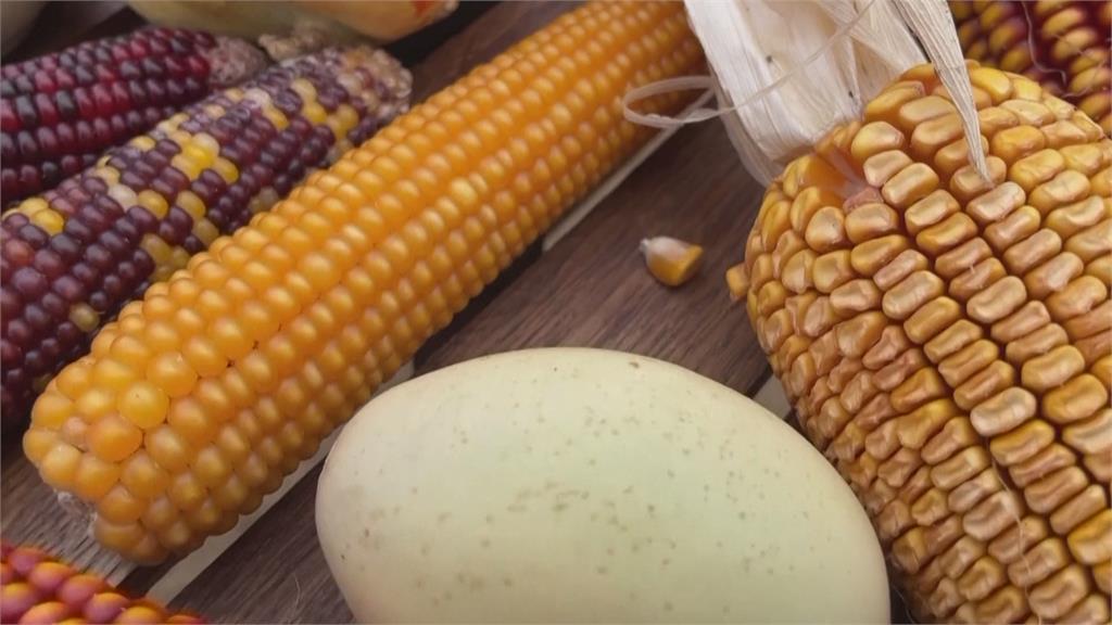 農產品日漸單一化　智利種子監護人復育未經基改蔬果