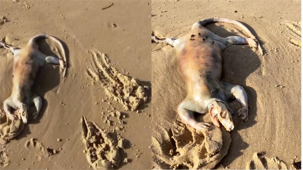 澳洲海灘驚見詭異外星生物！長尾無毛屍「頭骨外露」34秒驚悚影片曝