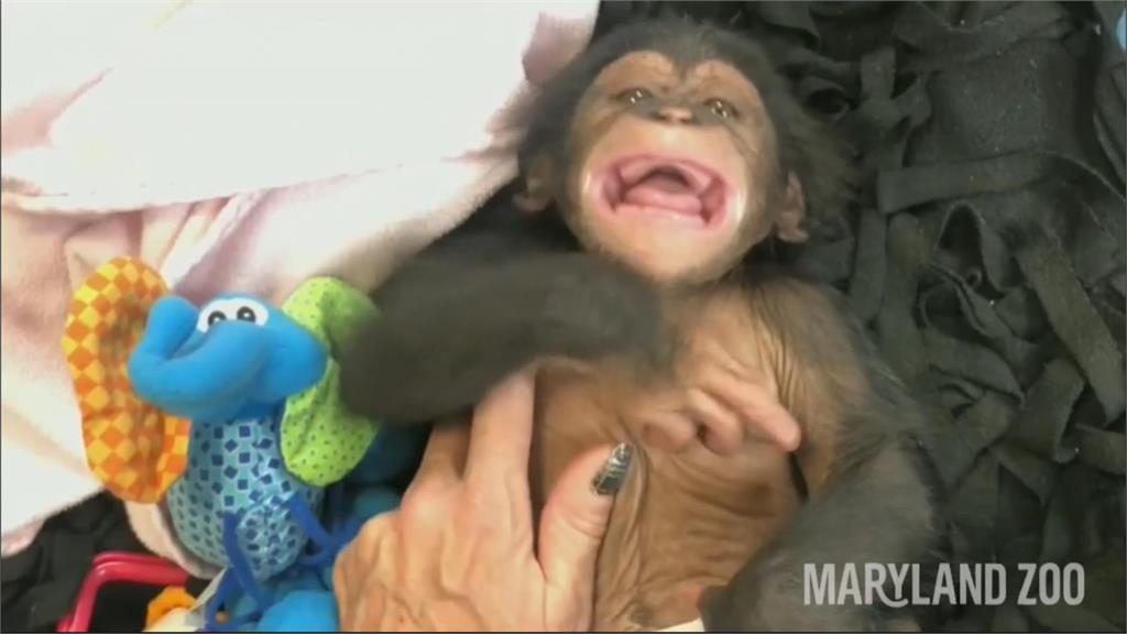 等了3個月! 黑猩猩"梅西"出生以來第一笑