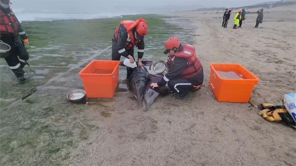 「四隻海豚」擱淺老梅綠石槽沙灘　相關單位成功救援、野放石門海域