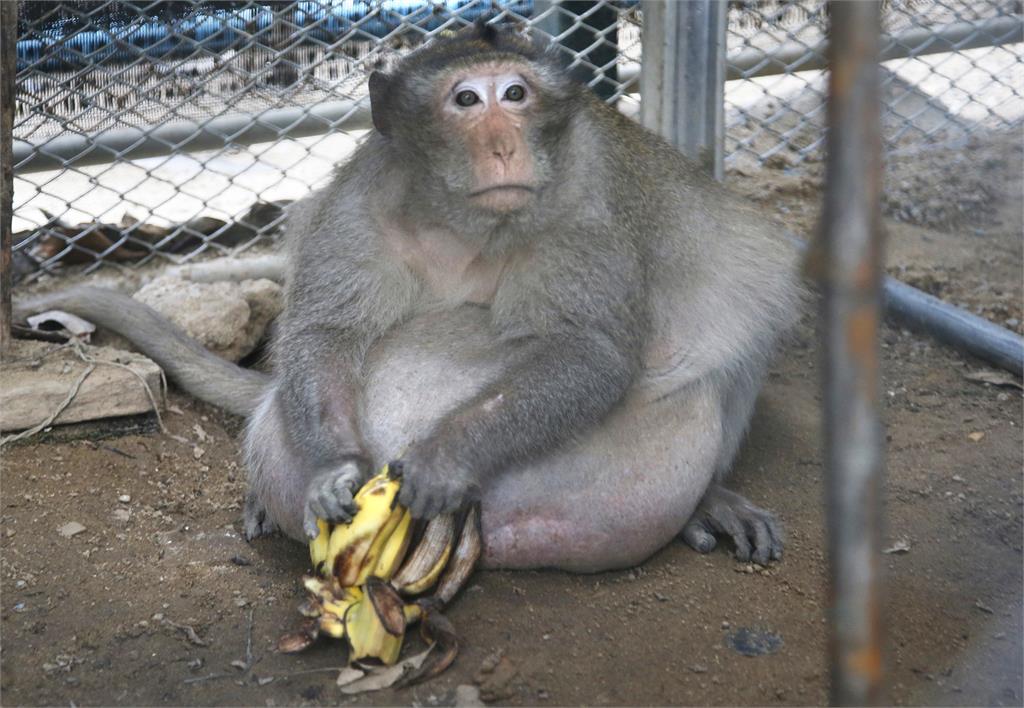 遊客餵食吃到超肥！市場胖猴消失多年　志工推測：已孤獨死亡