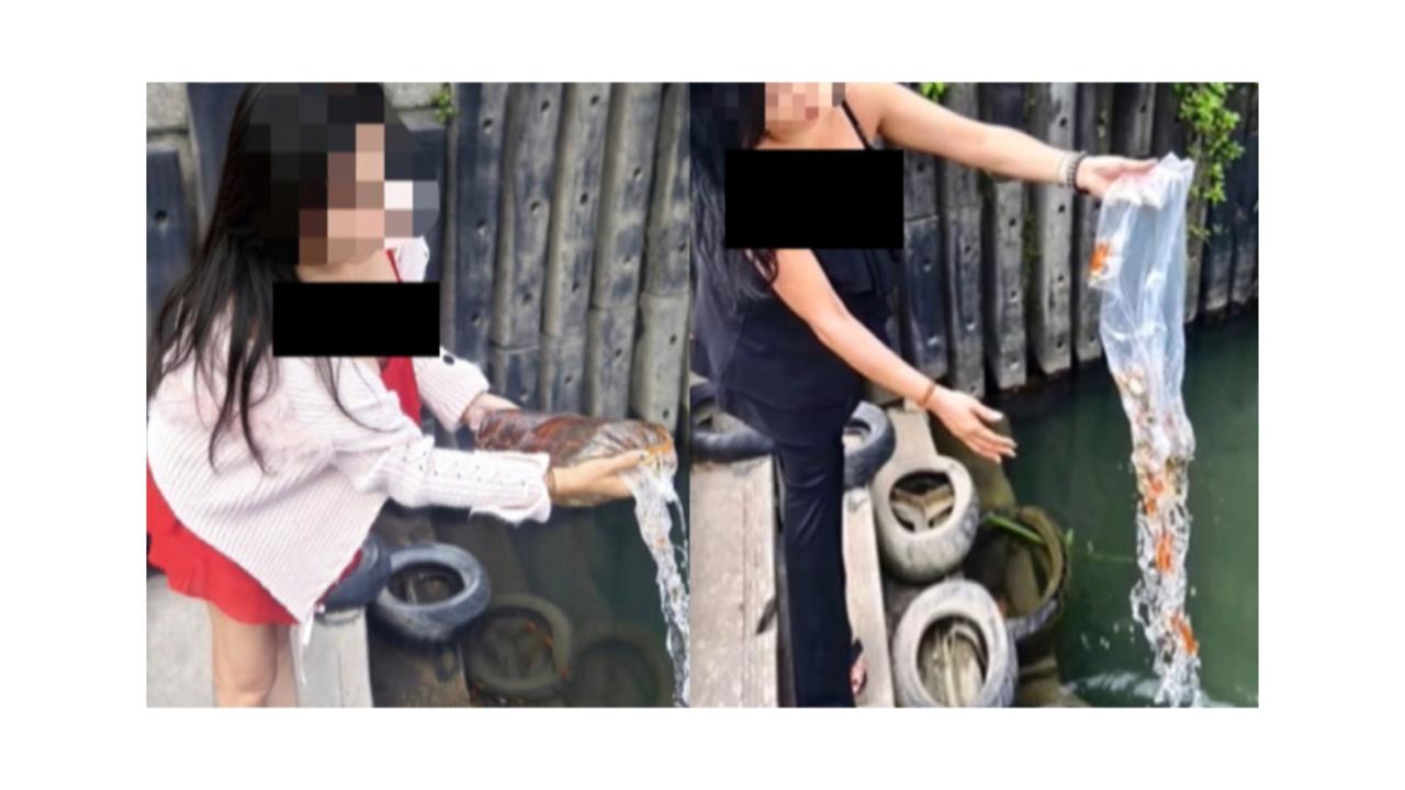 魚還在掙扎！女子碧潭放生朱文錦還po網　動保處直接開罰3萬