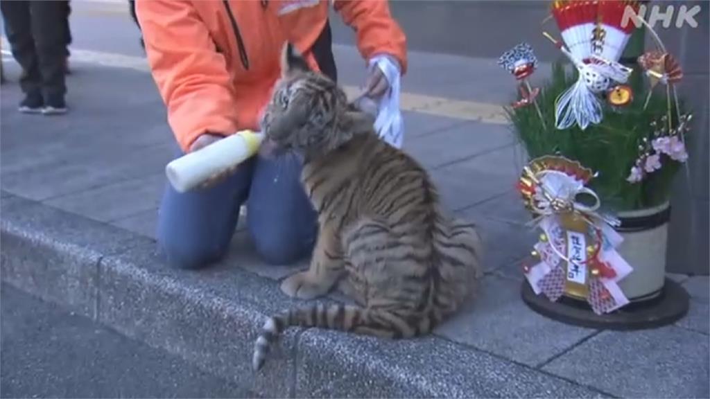 迎接虎年！　日本辦「生肖交接」慶祝活動