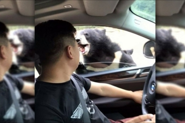 八達嶺野生動物園遊客開車窗 遭熊咬傷手