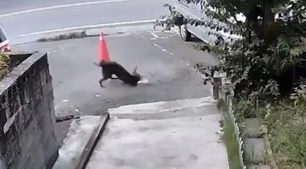 花蓮社區淪獵場？黑狗追咬死貓　住戶怒控非首次