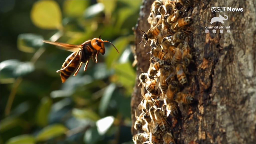 6萬隻蜜蜂集體滅絕？竟是昆蟲界「頂級掠食者」惹禍　殘忍手法連人都能殺