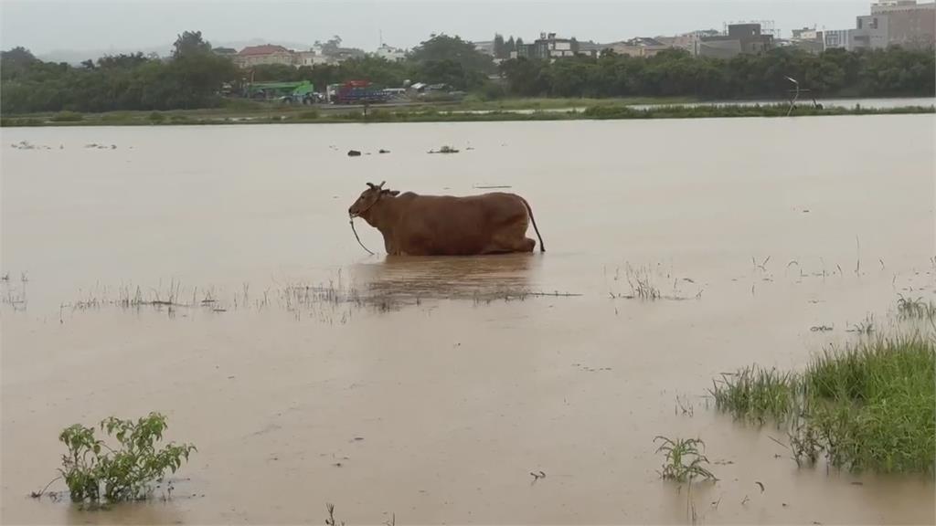 大雷雨襲金門!低漥地區慘淹 黃牛「受困汪洋」畫面曝光