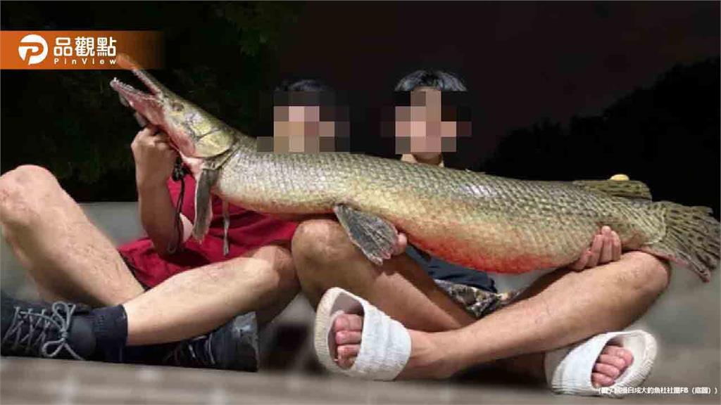 成大生釣走228公園吉祥物鱷雀鱔!專家警告「有毒」