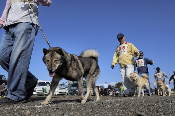 快新聞／養狗防失智！日本最新統計　犬飼主「失智率」大幅下降40%