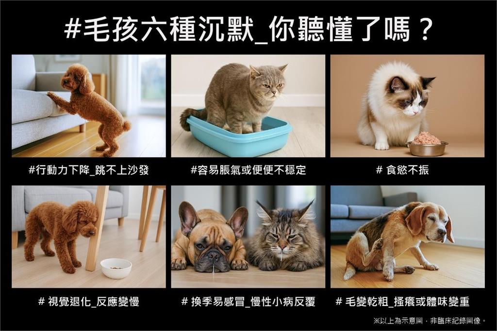 LOVITA PETS 美國醫護級照護思維登台全方位支持毛孩的健康