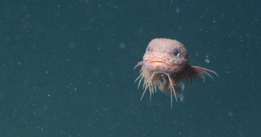 深海驚見「粉紅藍眼」超呆萌小魚!科學家揭真面目 竟是全新物種