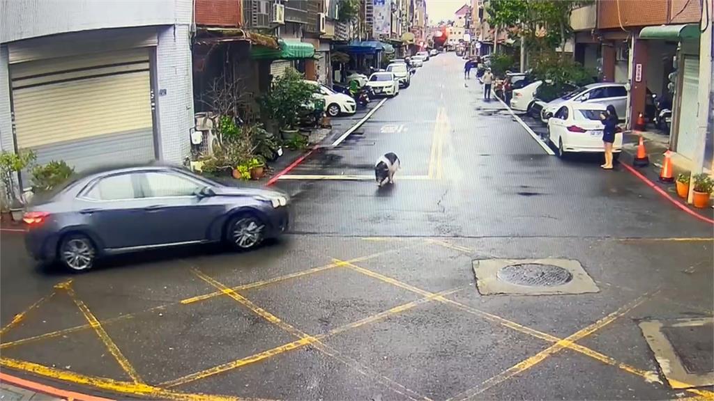 新竹明星豬「妞妞」遭車輾斃　飼主挨轟沒牽繩放任亂跑