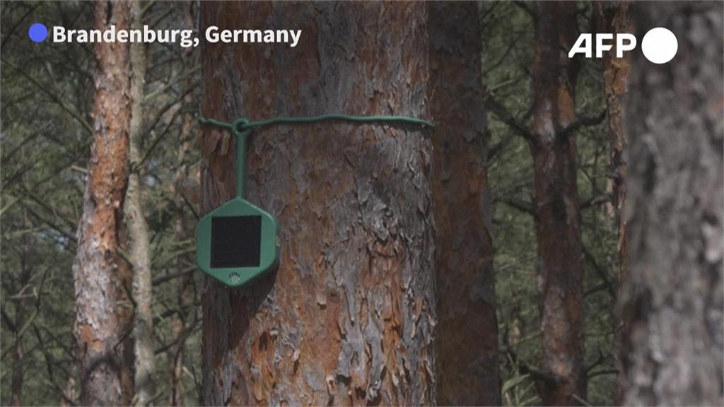 德國布蘭登堡野火肆虐　煙霧感測裝置助控制火場
