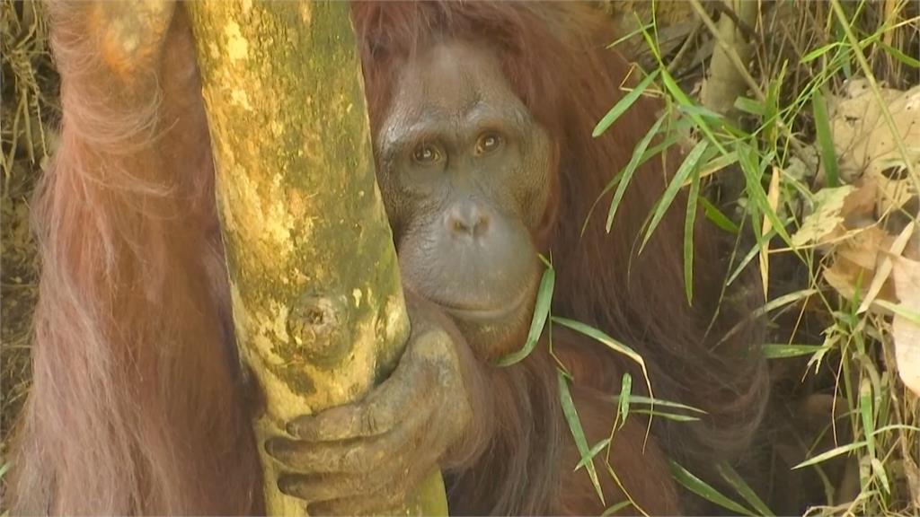 打造大型生態保育區！　印尼復育中心收容400隻紅毛猩猩