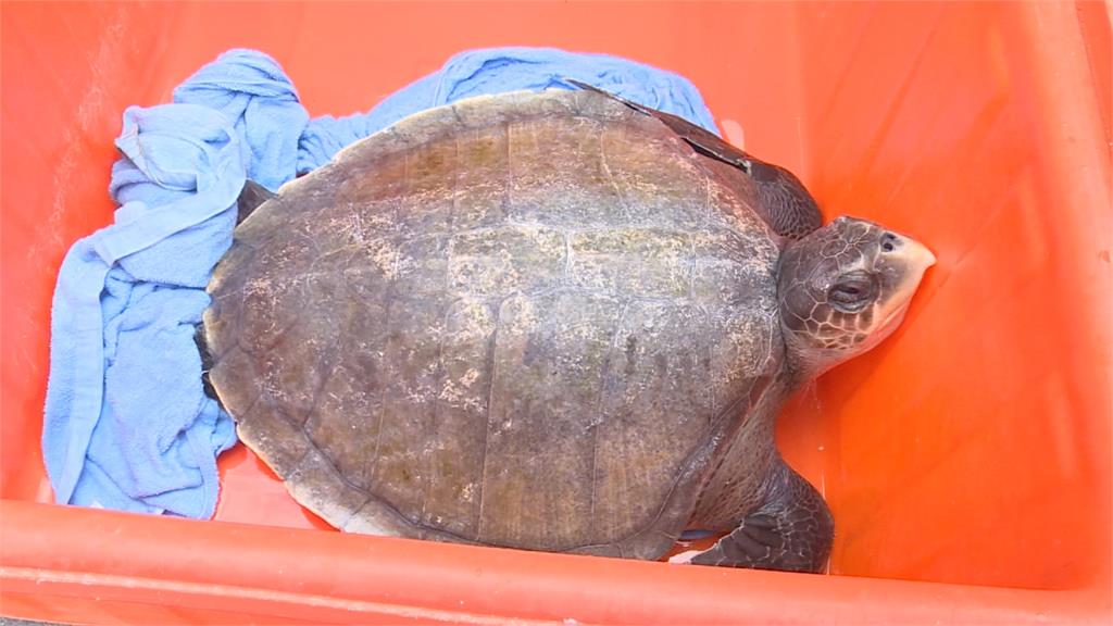 台東漁民誤捕全球最小最兇欖蠵龜 計程車轉送海生館照護