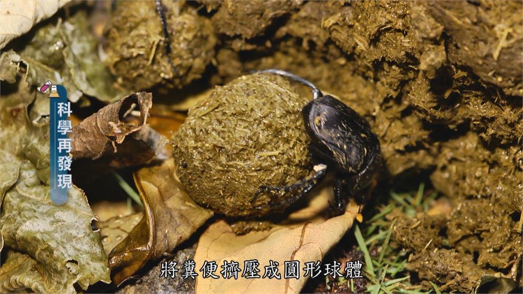 神鬼傳奇「聖甲蟲」　揭開推糞金龜神秘面紗