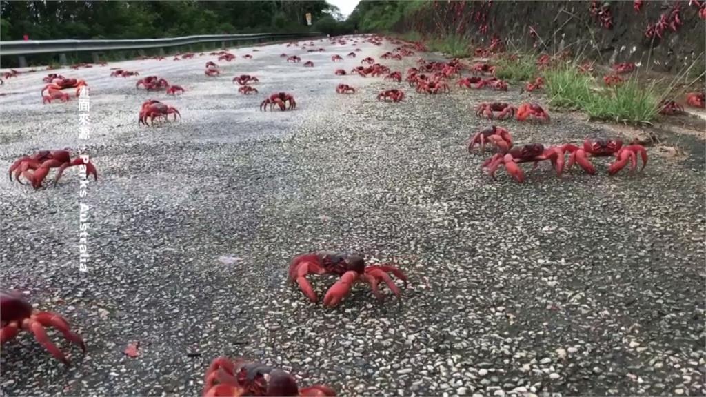 澳洲耶誕島紅蟹大遷徙　過馬路畫面超壯觀！