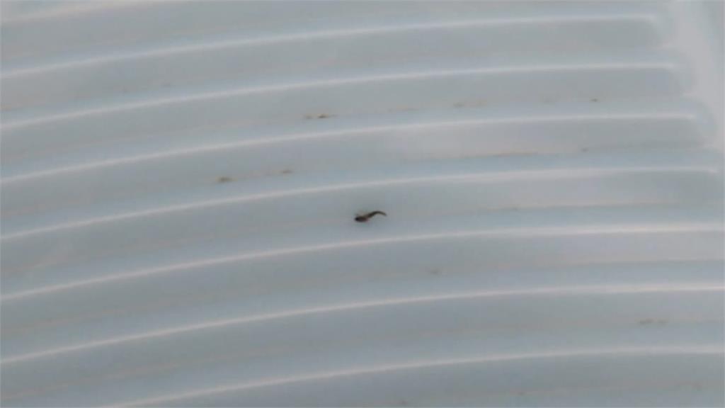 東吳大學宿舍用水現「蟲蟲危機」  學生陸續上吐下瀉