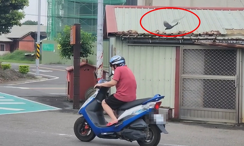 烏秋變憤怒鳥　！　　保護雛鳥　　俯衝攻擊路過騎士