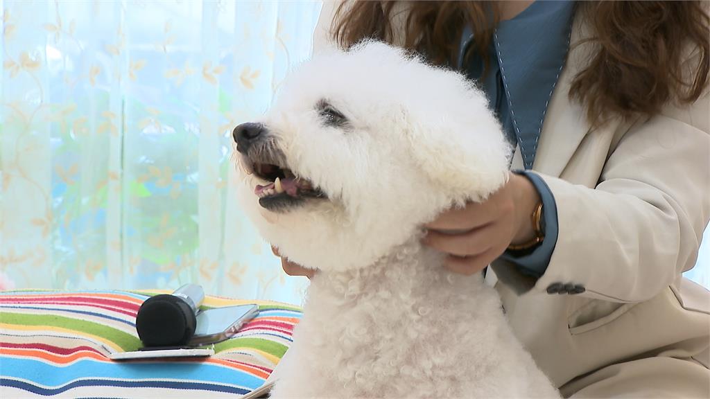 犬貓美容定型化契約上路！　三天未接回可通報動保機關