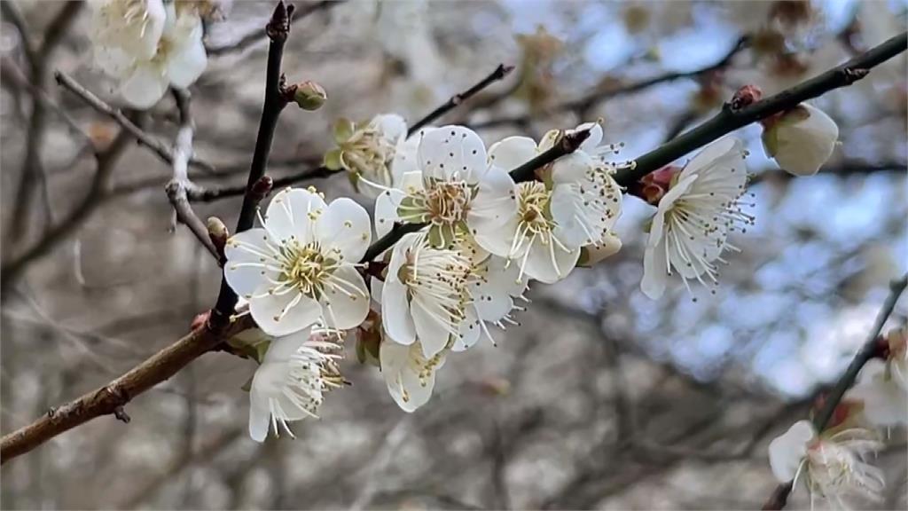 苗栗泰安梅花盛開　美景猶如白雪覆蓋枝頭