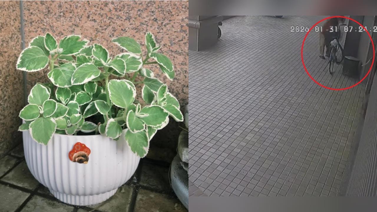 高雄80歲阿公「路邊尋寶」偷抱走盆栽!失主痛揭「心碎真相」:那是骨灰罈