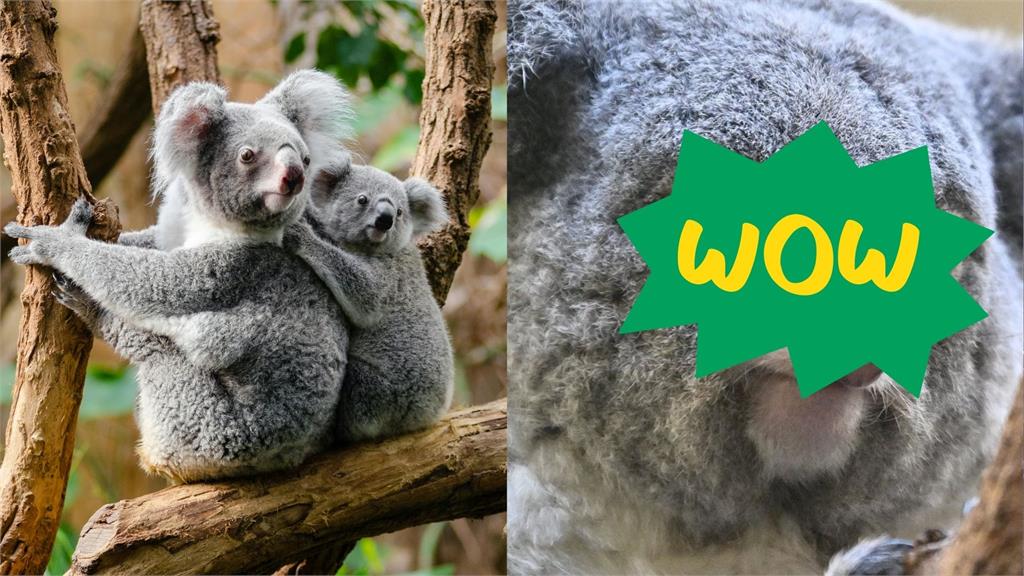 日本動物園無尾熊上班「極致厭世臉」暴紅！網笑：根本是我每天早上的臉