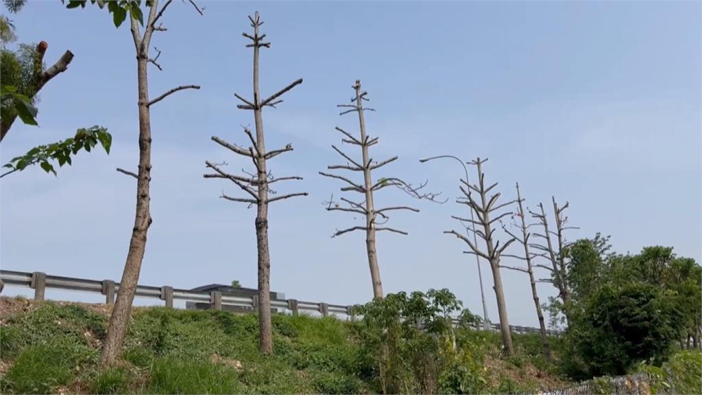 最美北斗「國道木棉花道」遭剃頭 高公局曝原因