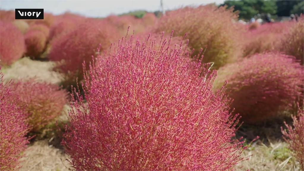 日本茨城秋季限定「波波草」　常陸海濱公園美景迎秋