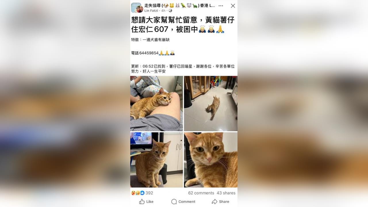 快新聞/香港大火延燒 橘貓「薯仔」被救出仍不幸離世