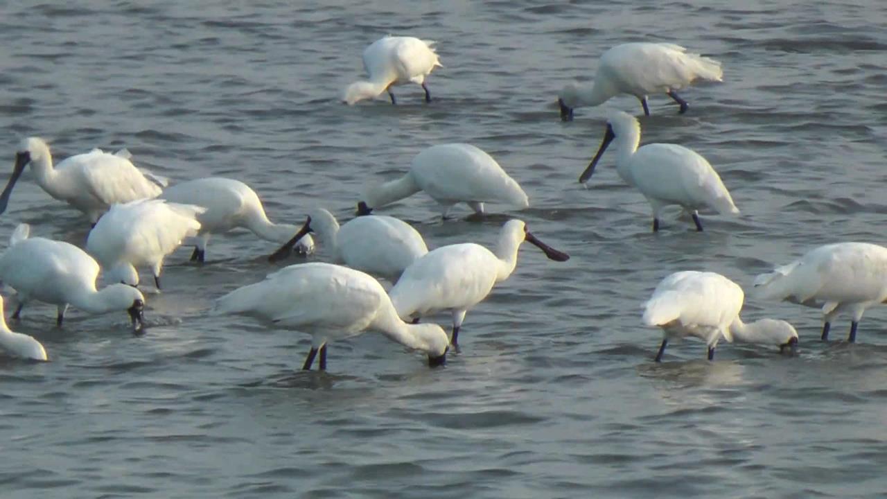 魚塭成鳥類Buffet樂園　台南推獎勵政策成功復育黑面琵鷺