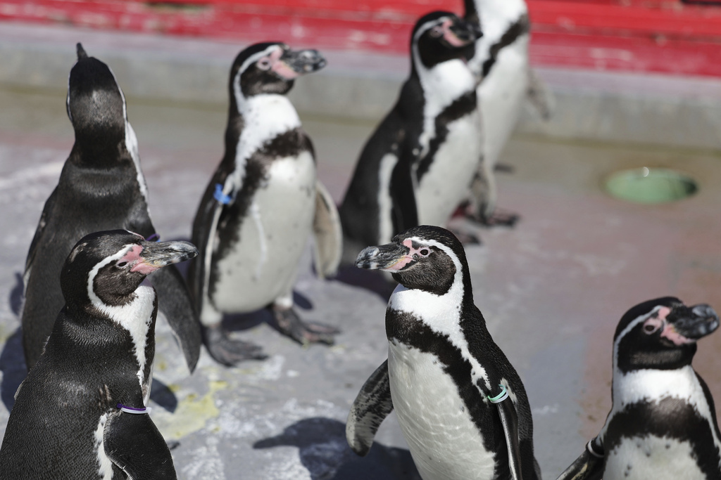 疑為保護準備下蛋伴侶　日本企鵝暴怒攻擊飼養員