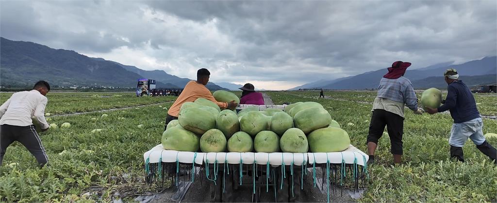 花蓮西瓜「這原因」產量較去年少1成　價格略增2成
