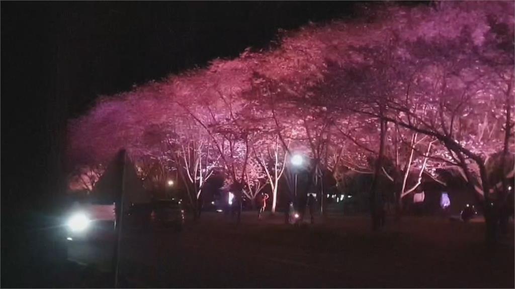 武陵櫻花祭今開跑「紅粉佳人」大爆發　入場實施人車管制