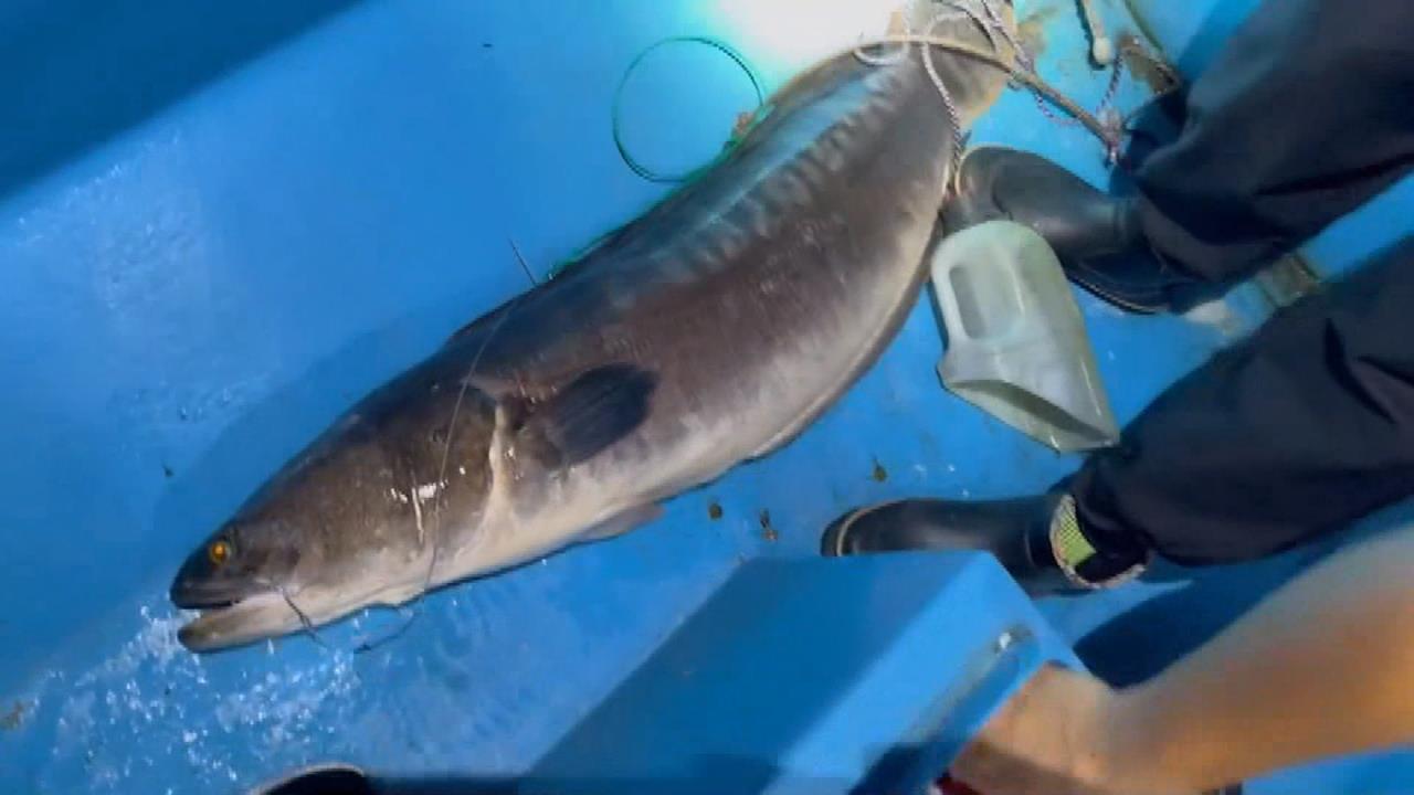 日月潭外來種「魚王易主」？　魚虎捕撈量減少皇冠三間活躍