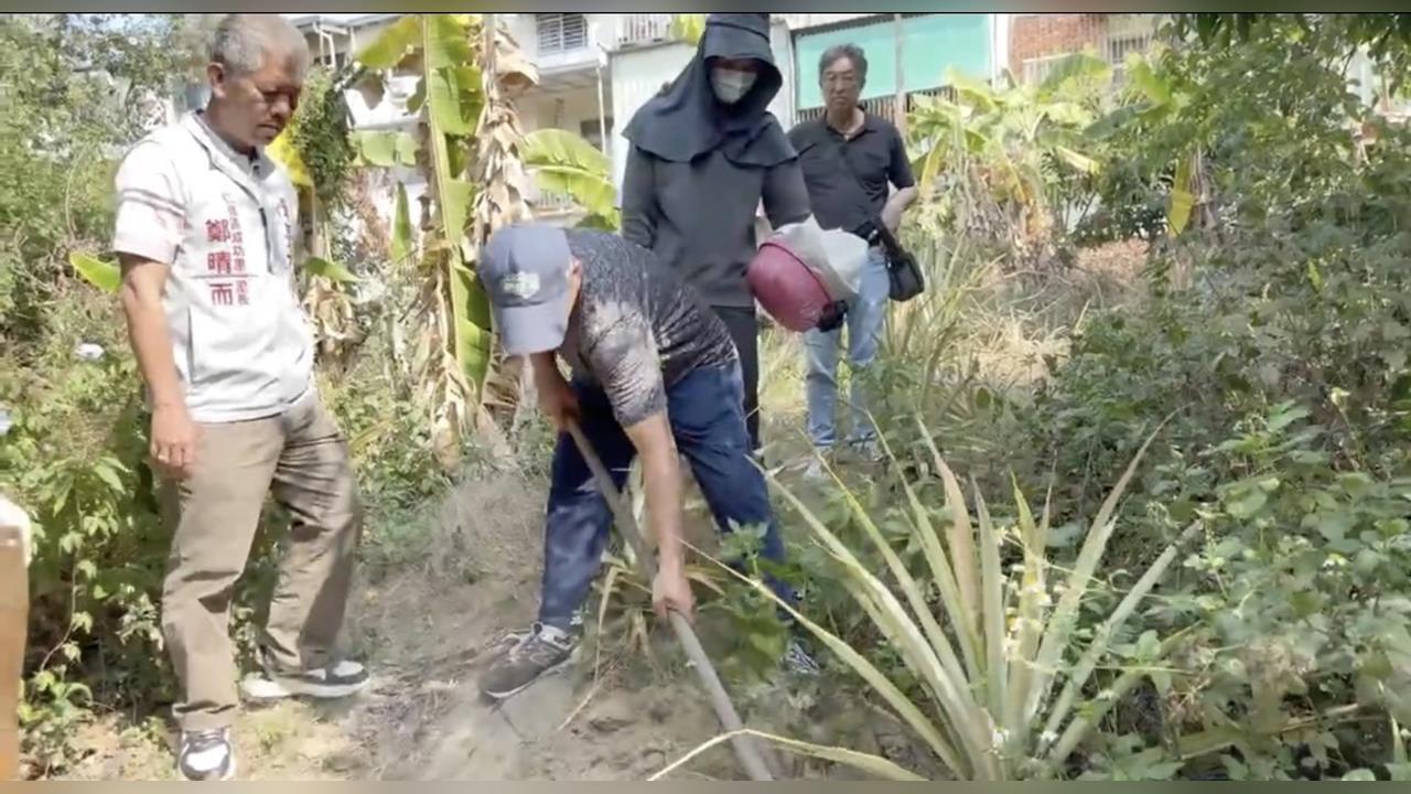 綠鬣蜥入侵！　台南民眾住家附近直擊綠鬣蜥挖洞產卵