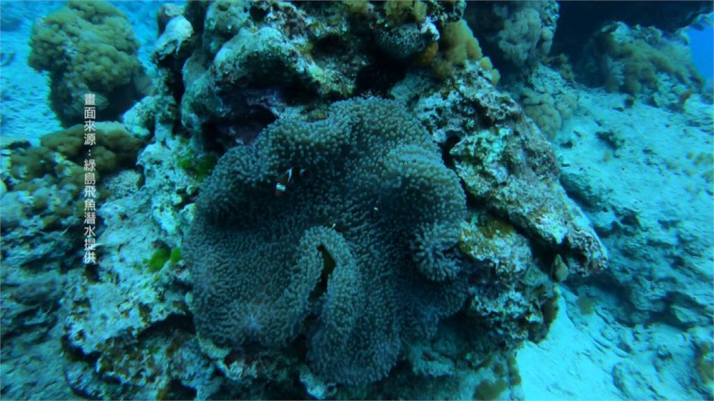 兩年多前遭颱風襲擊傾倒！綠島大小香菇珊瑚生態逐漸恢復