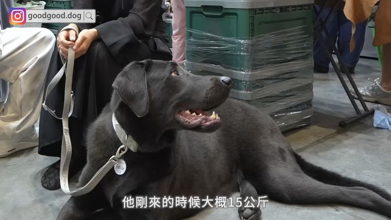 米克斯高達54公斤「還在長」　飼主笑：一個月長5公斤