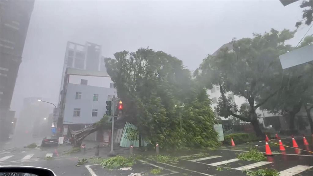 高雄強風驟雨！　老樹連根拔起、鷹架、警衛亭倒地