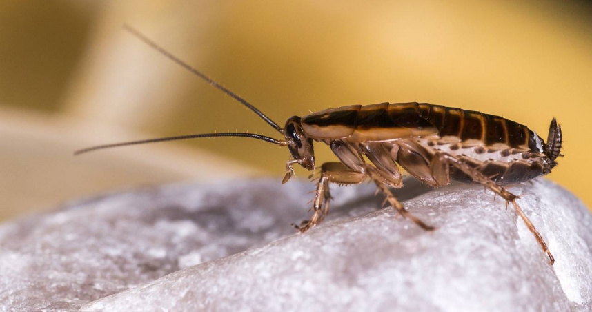 房裡沒食物竟爬出大蟑螂？他臥室連續遭襲氣密窗也擋不住　網狂點名「這幾處」快封起來