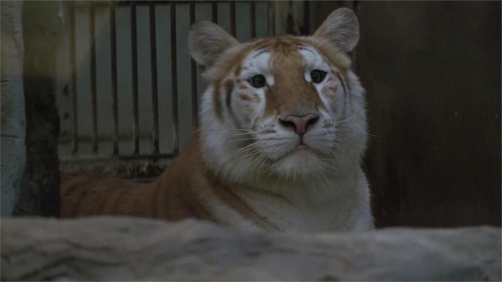 彈跳豬地位危險了！　泰國清邁動物園「黃金虎姊妹花」爆紅