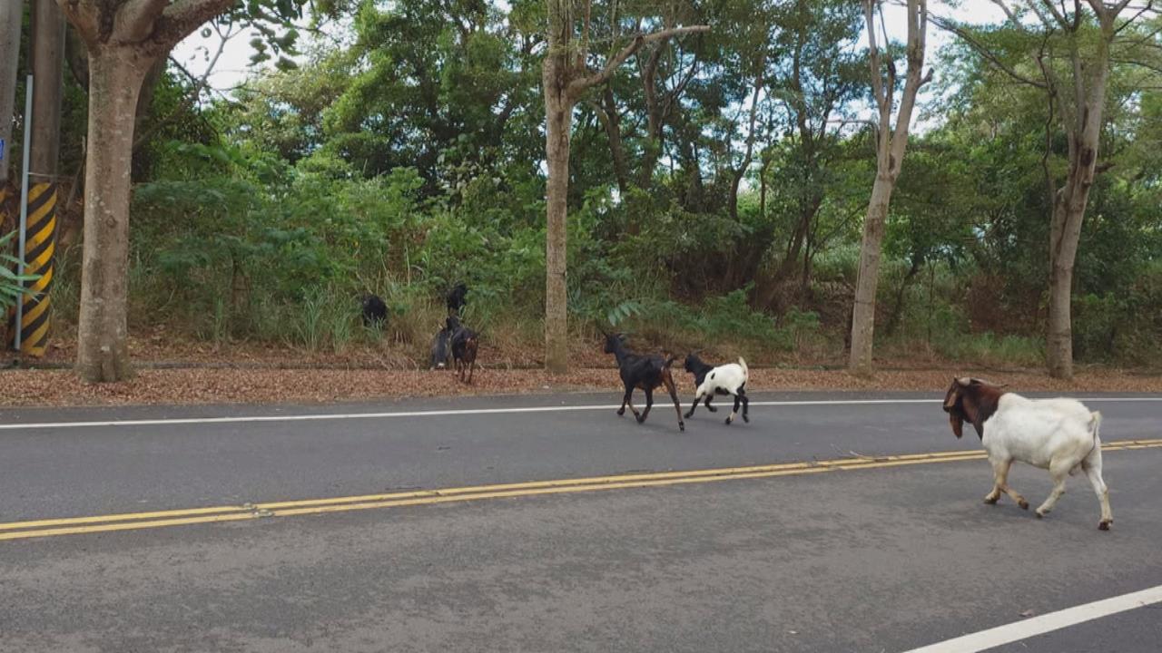 放羊吃草? 彰化139線驚見羊群出沒 霸氣「壓馬路」畫面全都錄