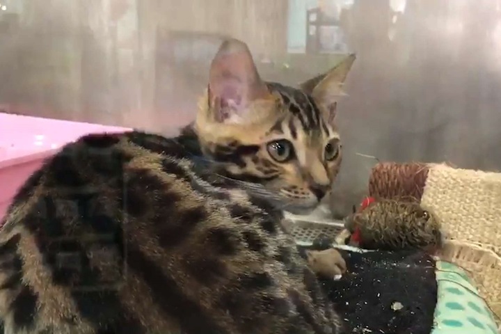 送愛貓洗澡竟喪命  飼主控訴手法太粗魯