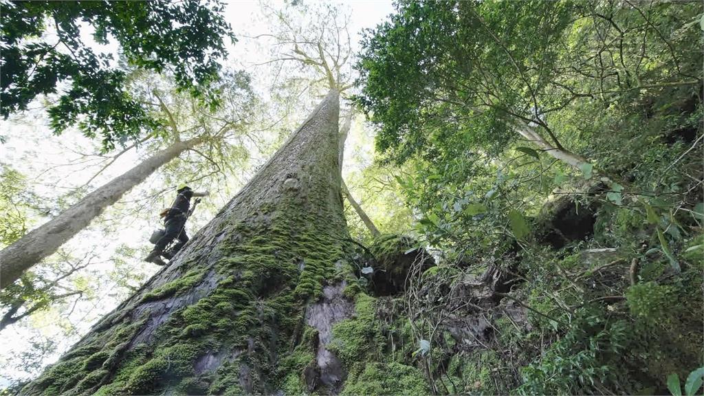 尋找台灣的冠軍！大安溪上游巨大80米台灣杉　可望成東亞最高樹