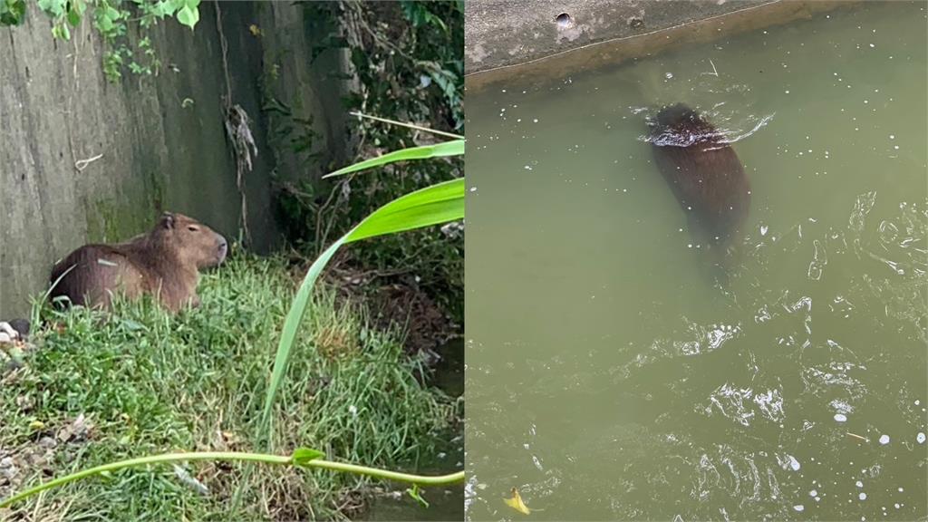 新竹縣水豚君「逃家記」！圍捕3小時被發現「溪邊游泳」另1隻還在逃