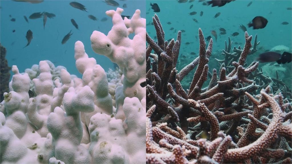 海水溫度創史上新高　泰國東部灣區珊瑚白化死亡