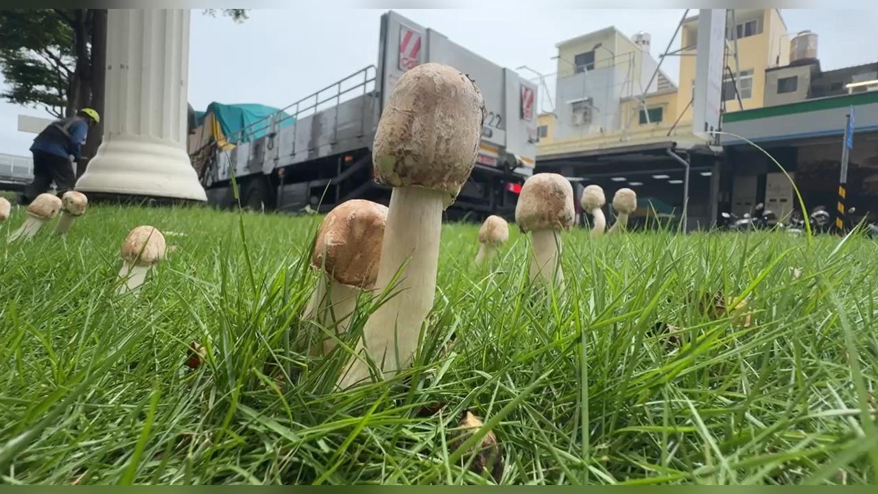 快新聞／雨後又生菇！高雄市府拔除分隔島上綠褶菇　曝「毒菇狀元」勿誤食