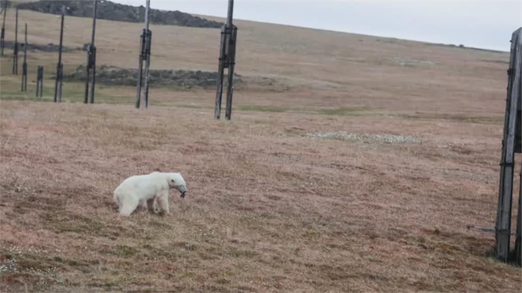 俄羅斯邊境2歲北極熊舌卡煉乳罐 無助等待救援
