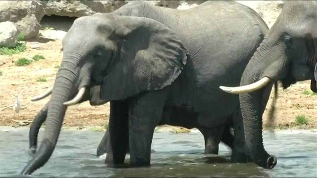 非洲波札那共和國 宣布解除狩獵大象禁令