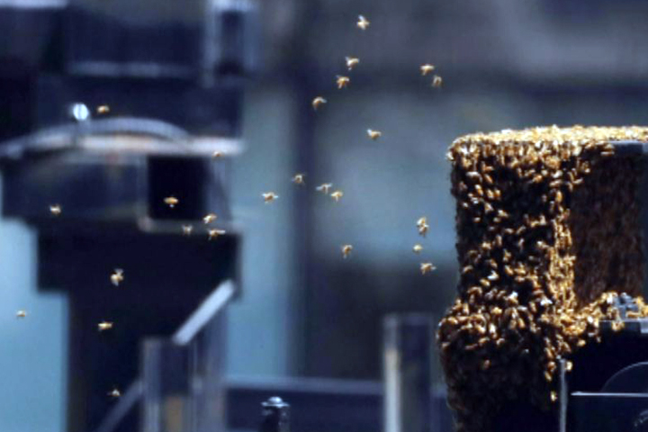 紐約時報廣場驚見3萬蜜蜂 養蜂人救援